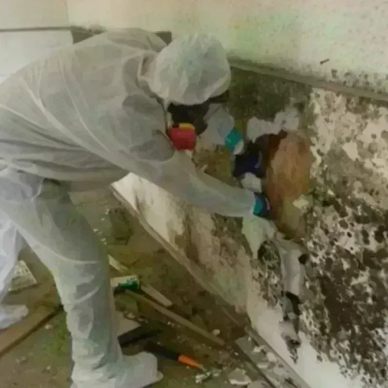 Mold Remediation and Removal in Almedia, PA